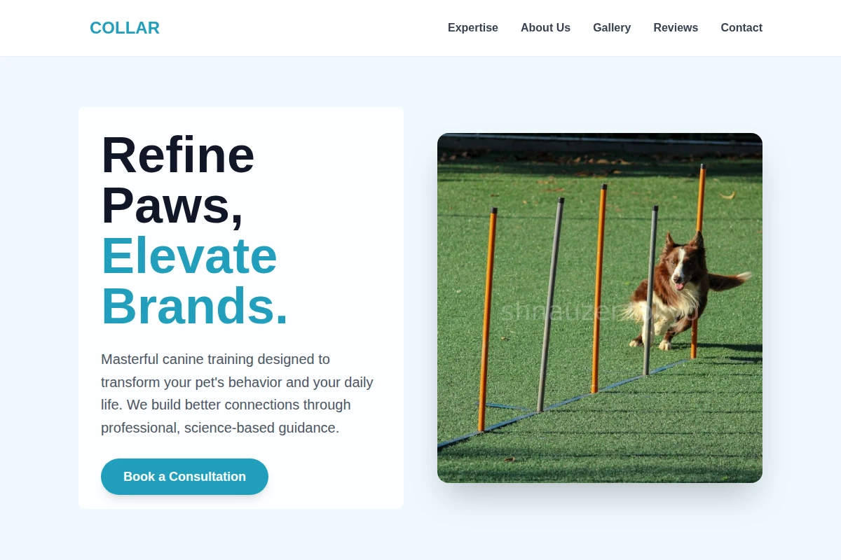 Collar Dog Training